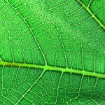 דליות בפות בהריון